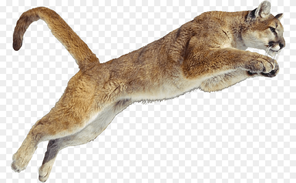 Cougar Puma Animal Jumping Cougar, Mammal, Wildlife, Kangaroo Free Transparent Png