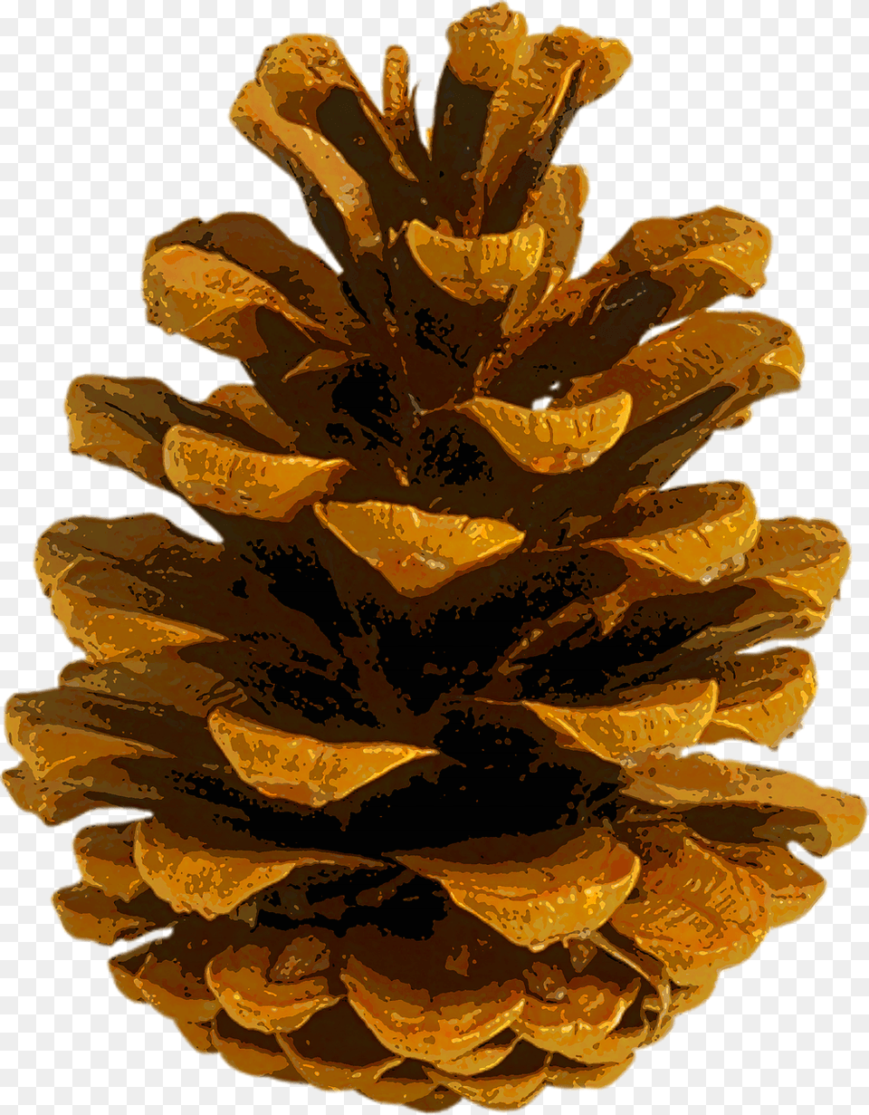 Coulter Pine Conifer Cone Autumn Leaf Color Fir Autumn Pine Cone, Tree, Plant, Mineral, Food Png