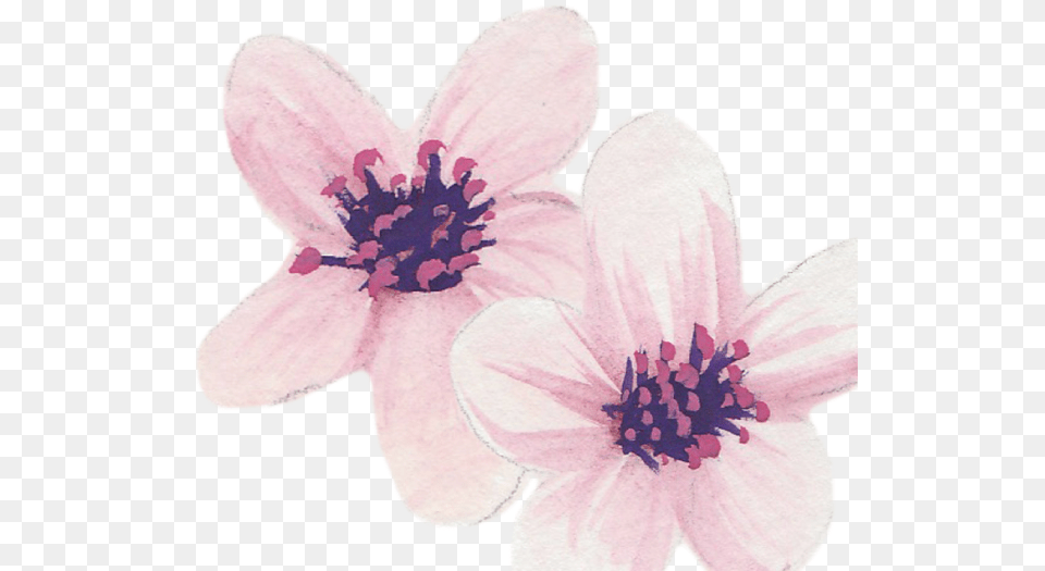 Countdown, Anemone, Anther, Flower, Petal Png Image