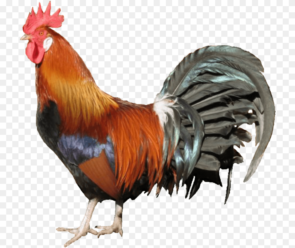 Country Chicken Transparent, Animal, Bird, Fowl, Poultry Png