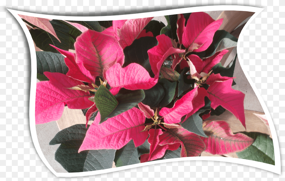 Country Colors Poinsettia For The Holidayswavy Bougainvillea, Flower, Petal, Plant, Cushion Png Image
