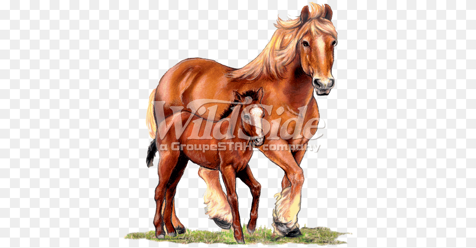 Country Mare Amp Foal Erde Liegt Auf Dem Rcken, Animal, Colt Horse, Horse, Mammal Free Transparent Png
