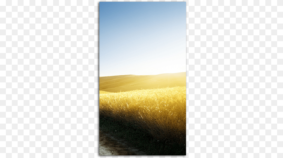 Country Road Mobile Wallpaper Field, Grass, Grassland, Nature, Outdoors Png