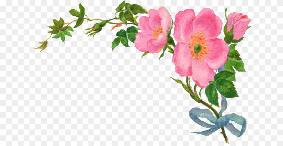 Country Vintage Floral Clipart Flower Border On Transparent, Anemone, Geranium, Plant, Petal Free Png