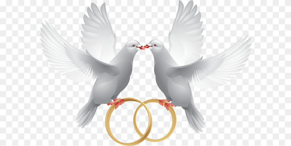 Couple, Animal, Bird, Pigeon, Dove Free Transparent Png