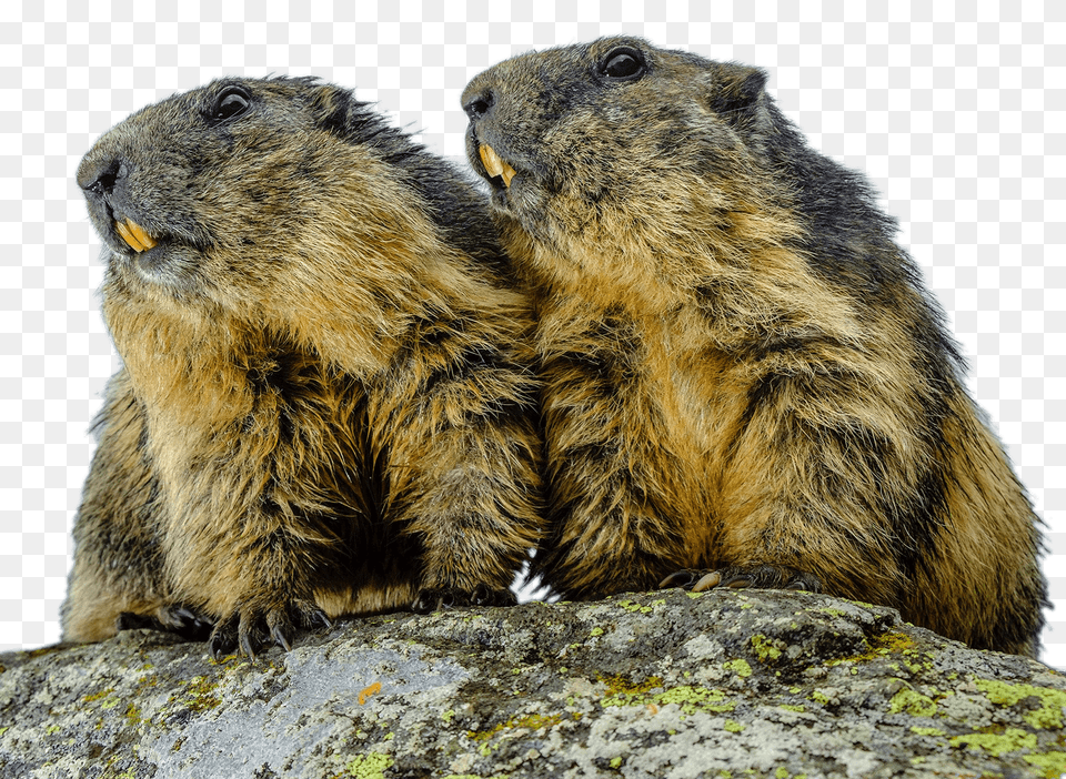 Couple Of Groundhogs, Animal, Mammal, Rodent, Rat Png