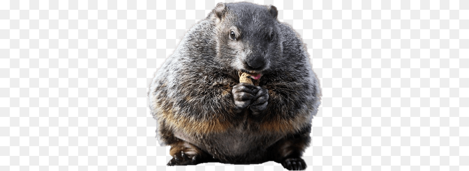Couple Of Groundhogs Transparent Groundhog, Animal, Bear, Mammal, Wildlife Free Png Download