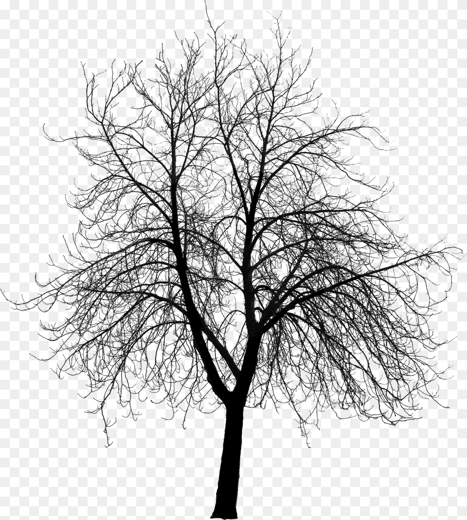 Course Content Visualizing Landscape Dynamics Dynamic Dead Tree Silhouette, Weather, Plant, Outdoors, Nature Free Transparent Png