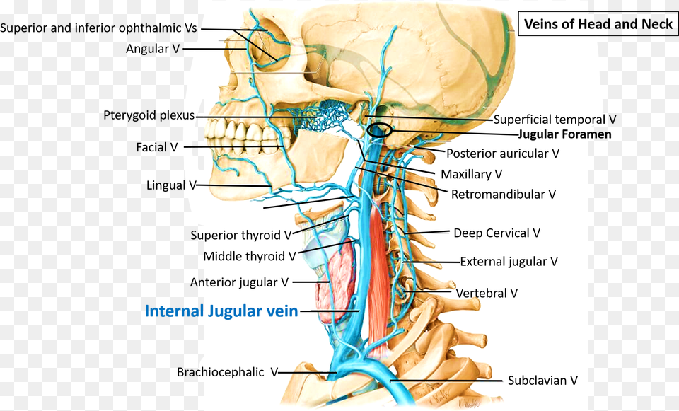 Course Of Internal Jugular Vein Left External Jugular Vein Anatomy, Body Part, Face, Head, Neck Png