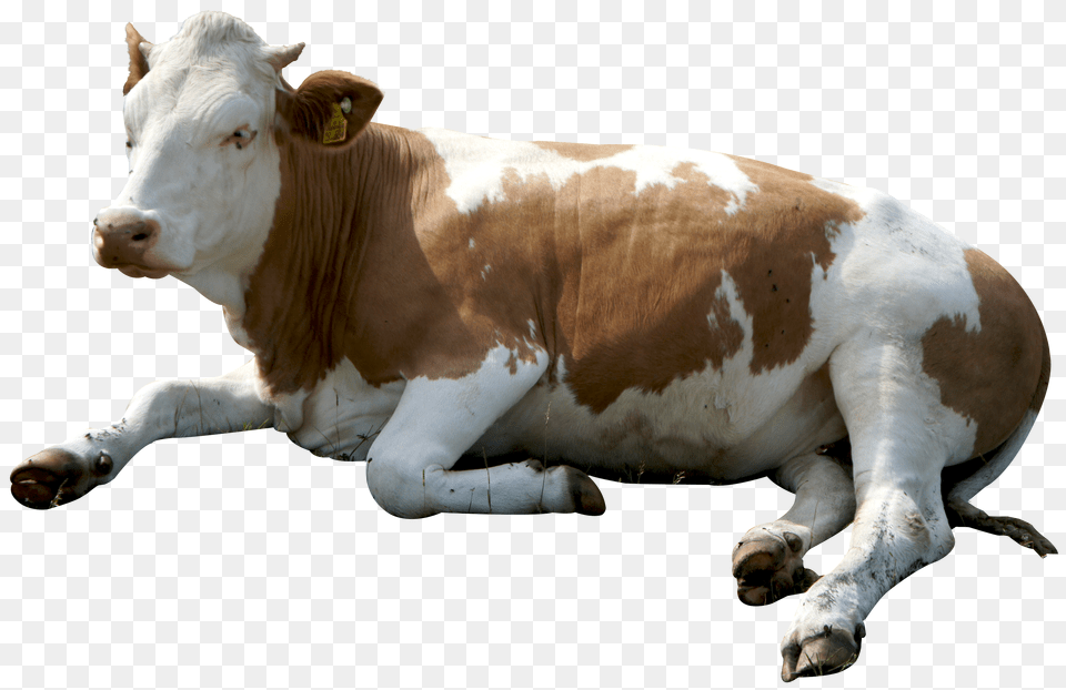 Cow, Animal, Cattle, Livestock, Mammal Free Png Download