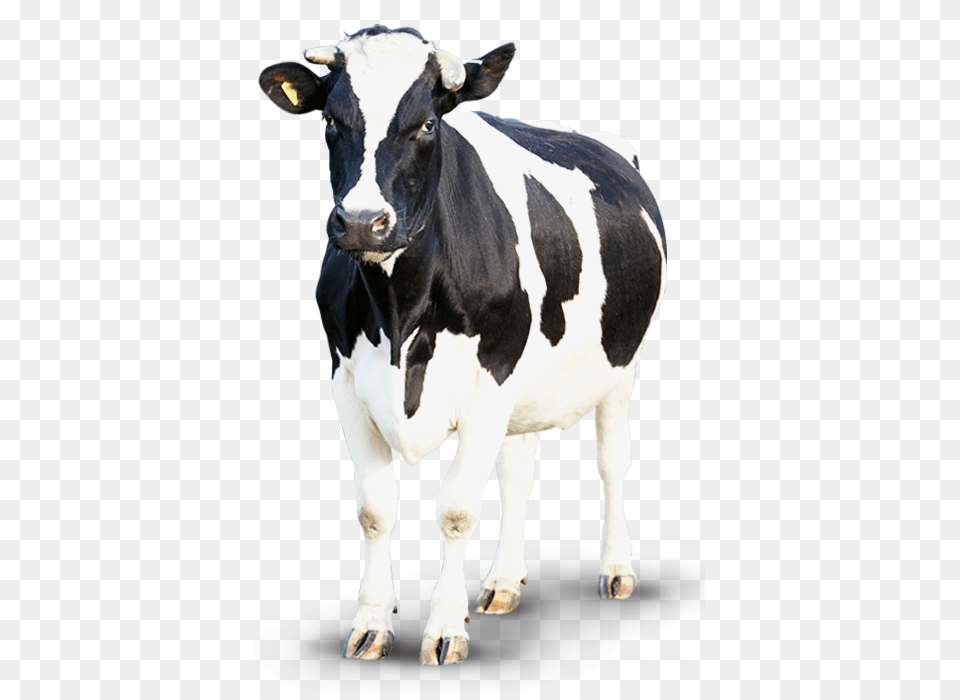 Cow, Animal, Cattle, Dairy Cow, Livestock Free Transparent Png