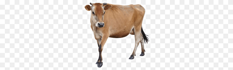 Cow, Animal, Cattle, Dairy Cow, Livestock Png Image