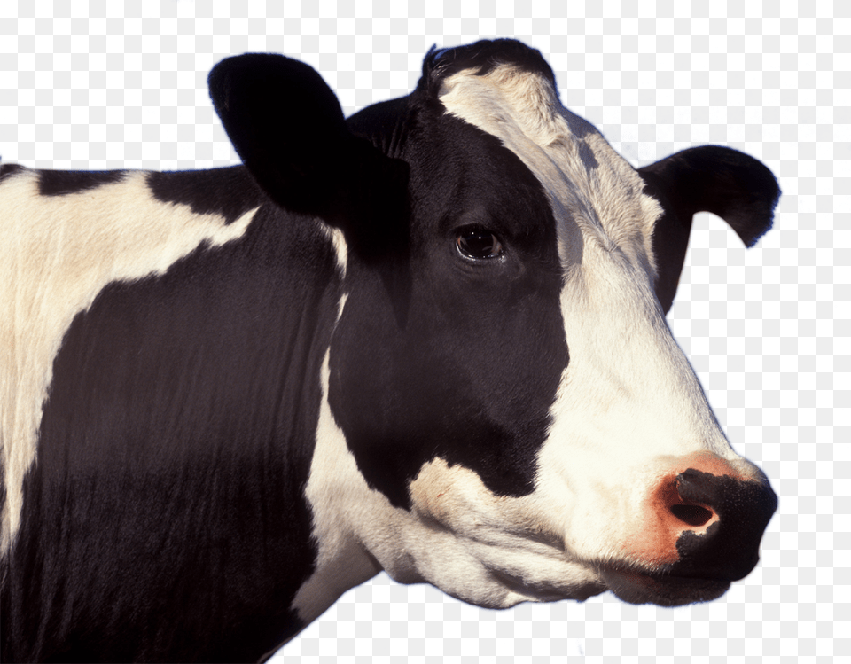 Cow, Animal, Cattle, Dairy Cow, Livestock Png Image