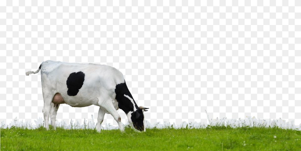 Cow, Animal, Nature, Mammal, Livestock Png Image