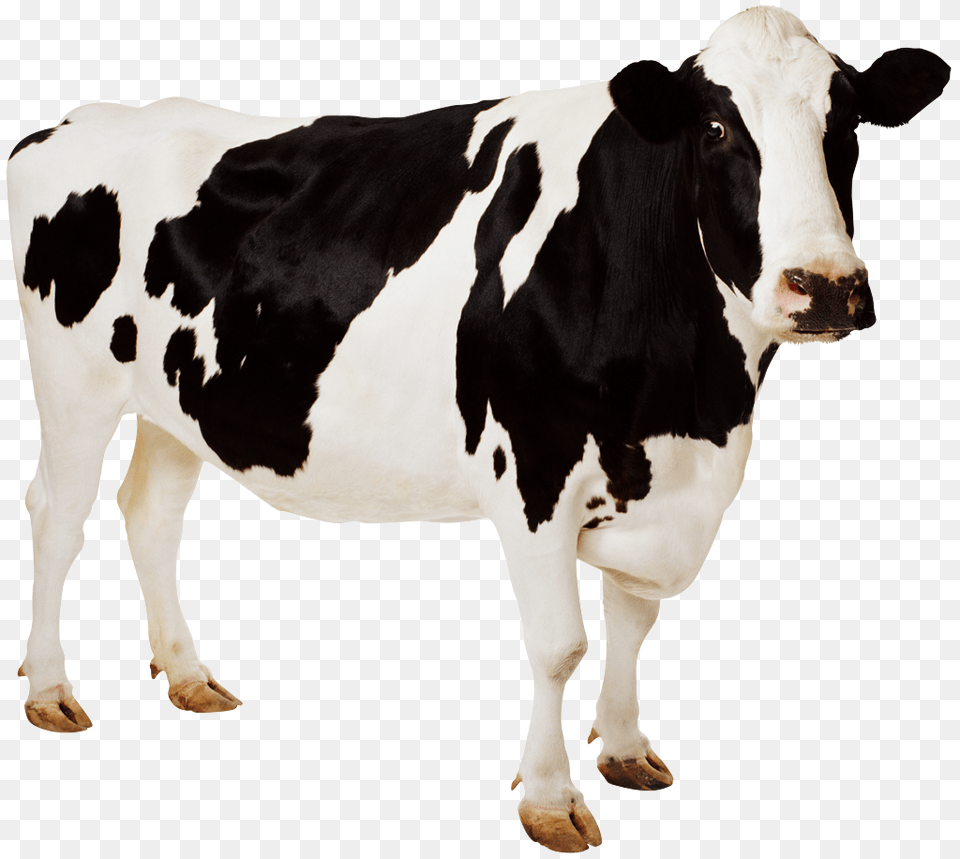 Cow, Animal, Cattle, Dairy Cow, Livestock Png Image