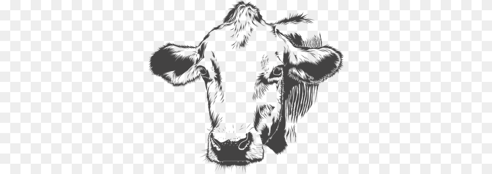 Cow Person, Livestock, Animal, Cattle Free Png