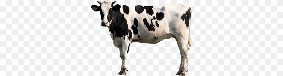 Cow, Animal, Cattle, Dairy Cow, Livestock Free Transparent Png