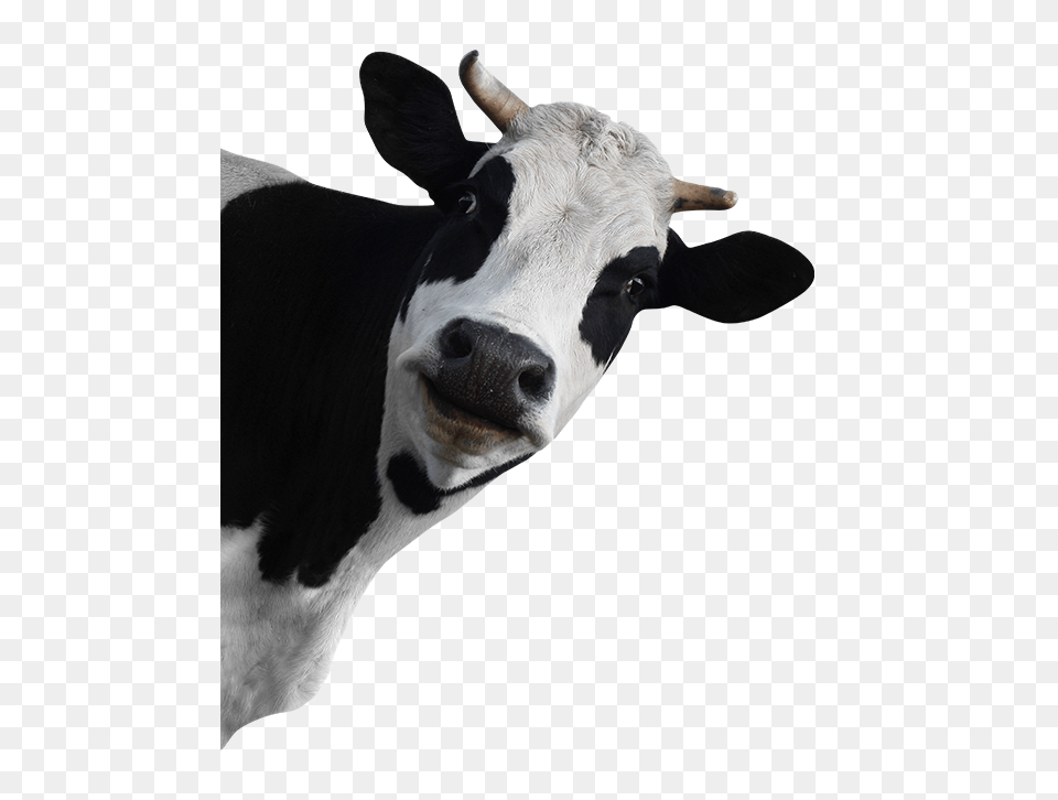 Cow, Animal, Cattle, Livestock, Mammal Png