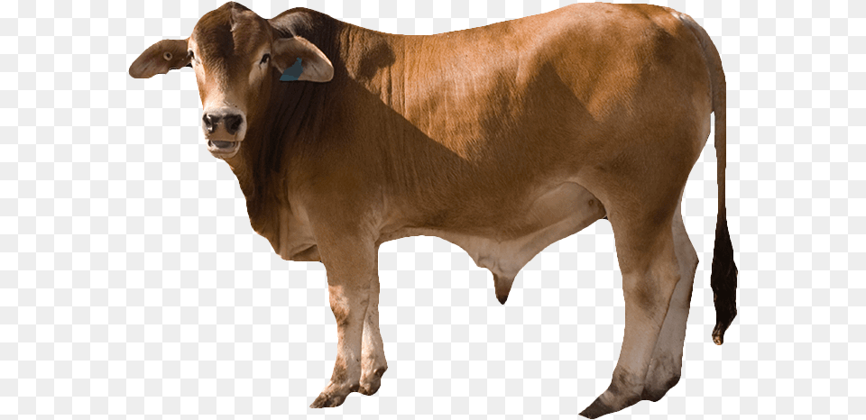 Cow, Animal, Bull, Cattle, Livestock Png Image