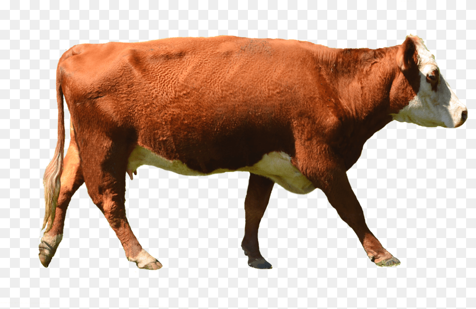 Cow 2010, Animal, Cattle, Livestock, Mammal Png Image