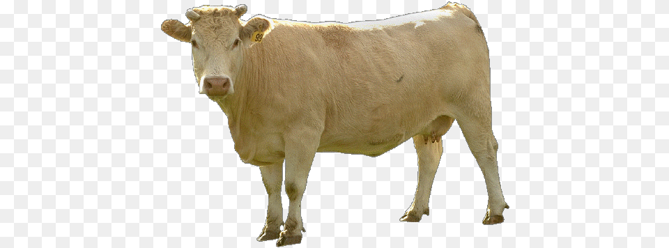 Cow, Animal, Cattle, Livestock, Mammal Png