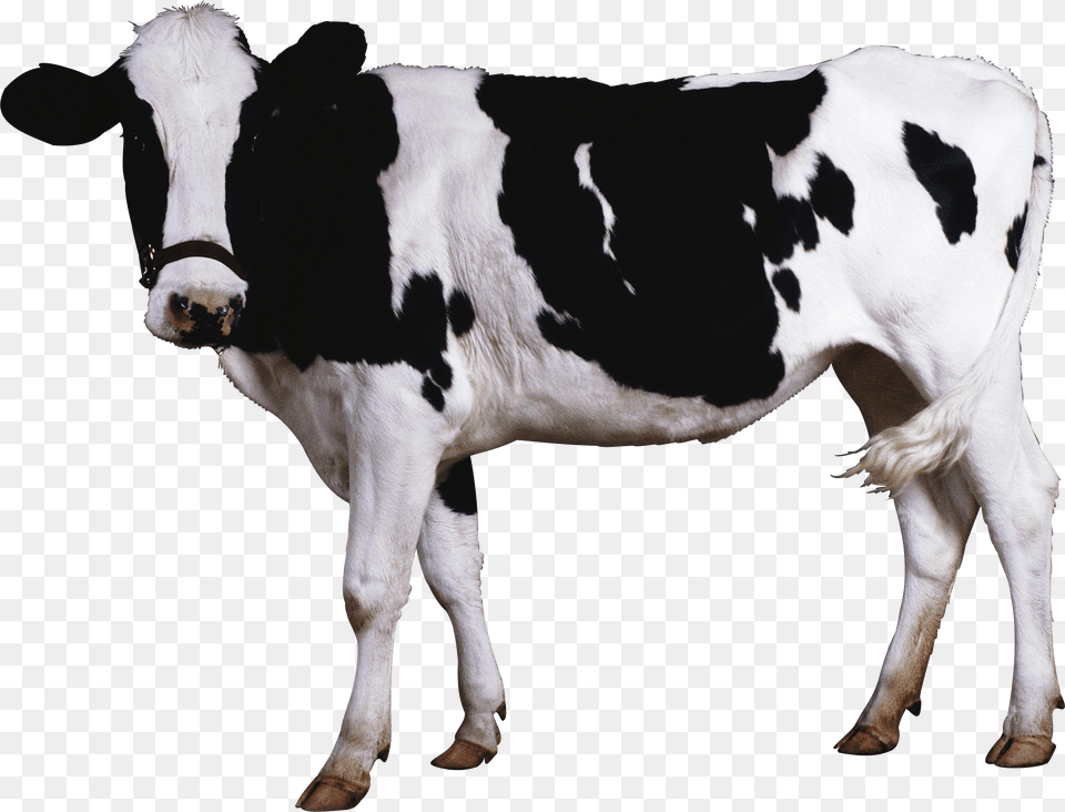 Cow, Animal, Cattle, Livestock, Mammal Free Png Download