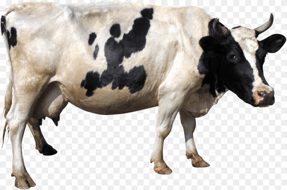 Cow, Animal, Cattle, Dairy Cow, Livestock Free Png