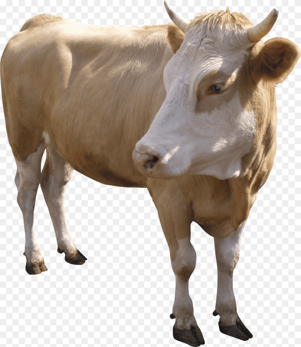 Cow, Animal, Cattle, Livestock, Mammal Free Png Download