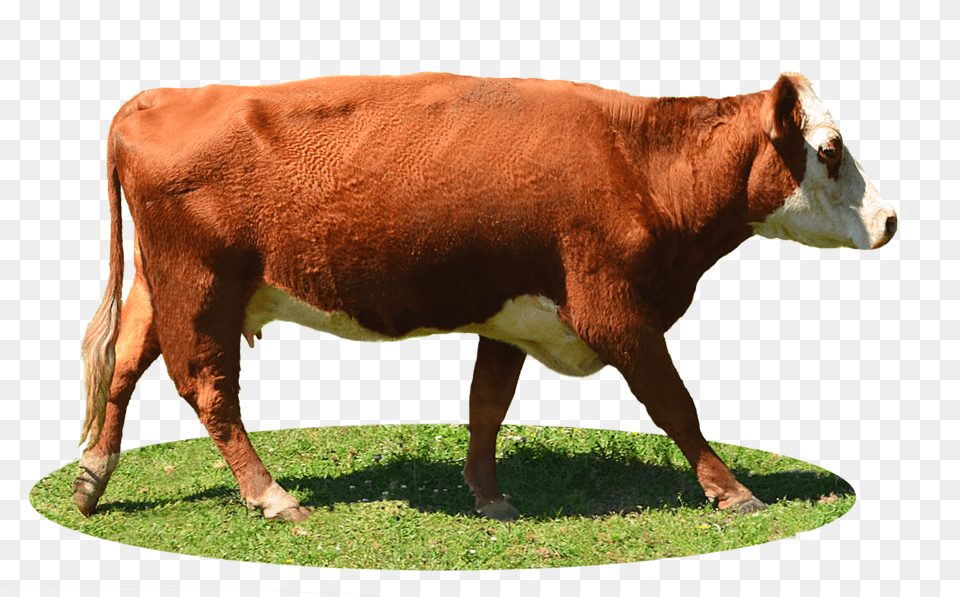 Cow, Animal, Cattle, Dairy Cow, Livestock Png