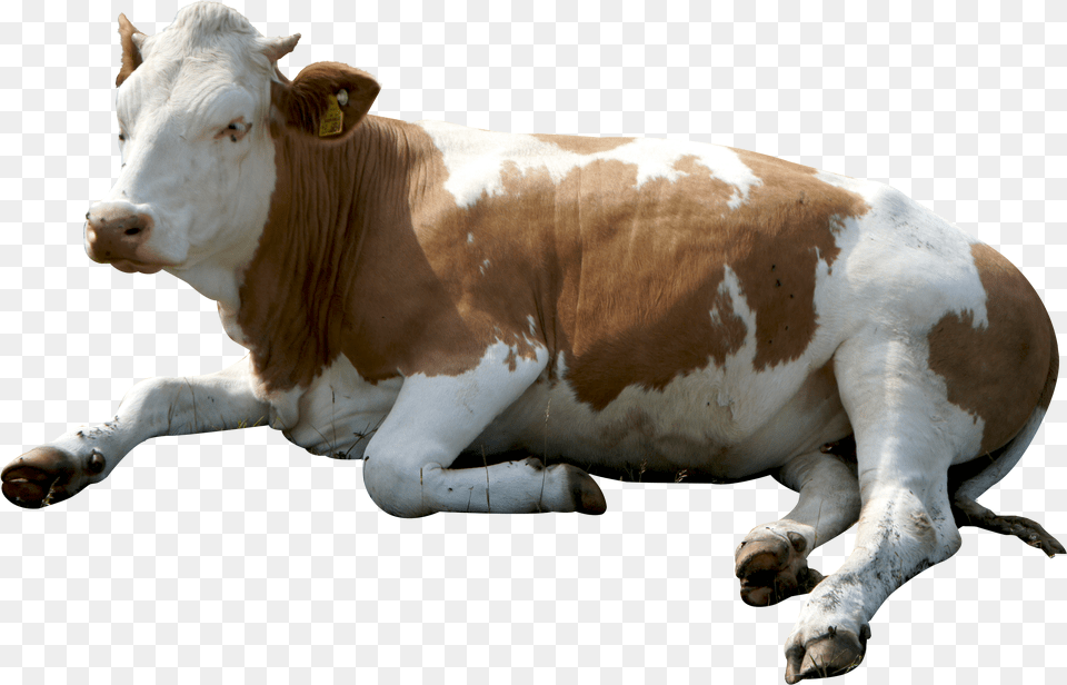 Cow Free Png Download