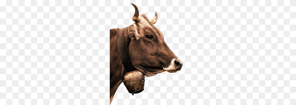 Cow Animal, Bull, Mammal, Cattle Free Transparent Png