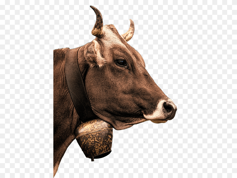 Cow Animal, Bull, Mammal, Cattle Free Png Download
