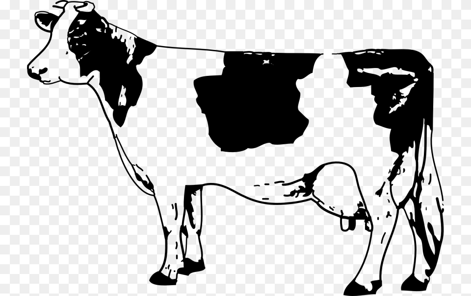 Cow, Gray Png Image