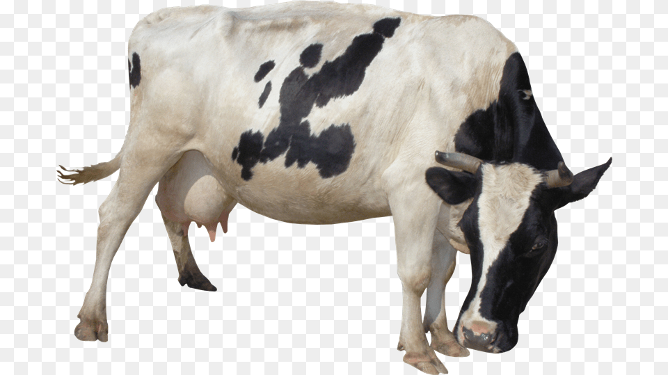 Cow, Animal, Cattle, Dairy Cow, Livestock Png