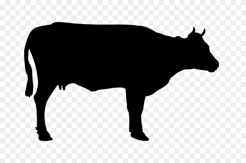 Cow, Silhouette, Animal, Bull, Mammal Png