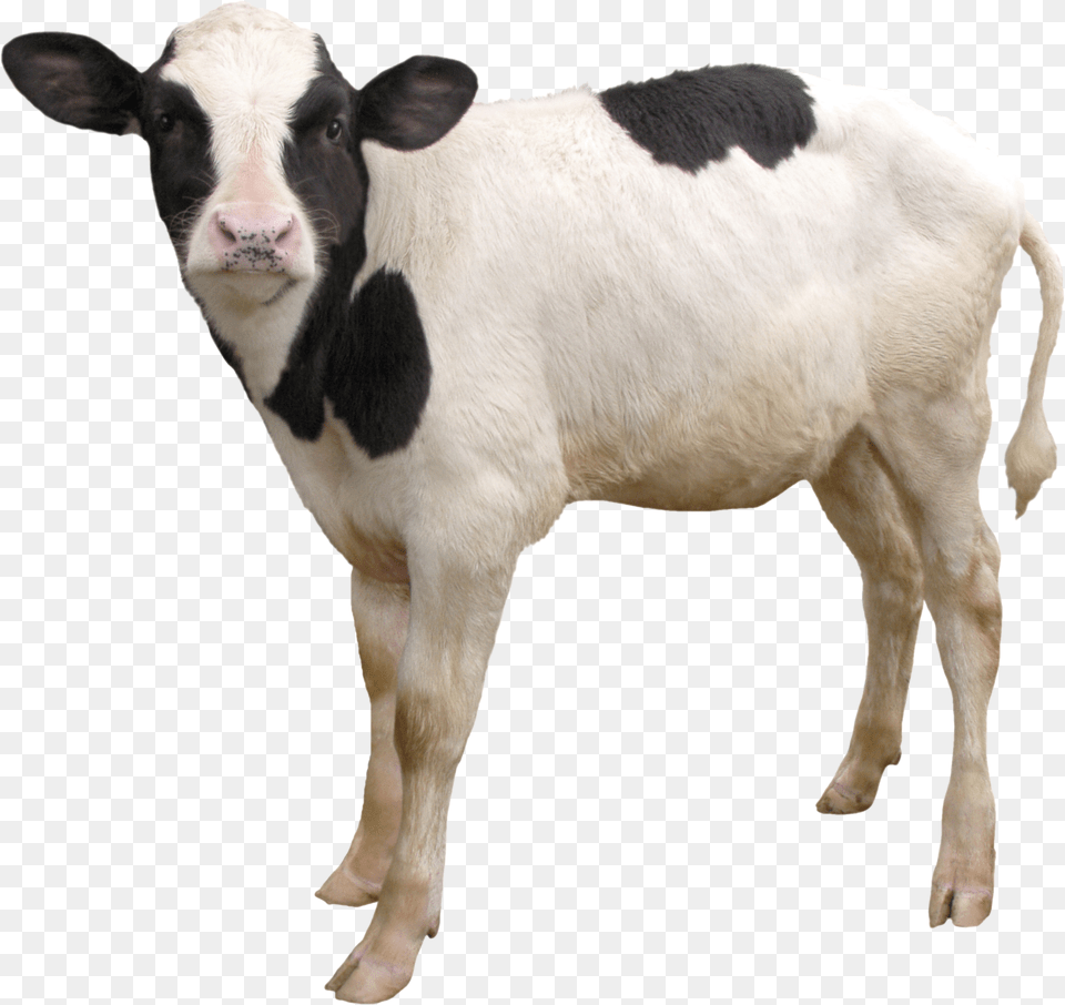 Cow, Animal, Calf, Cattle, Livestock Free Transparent Png
