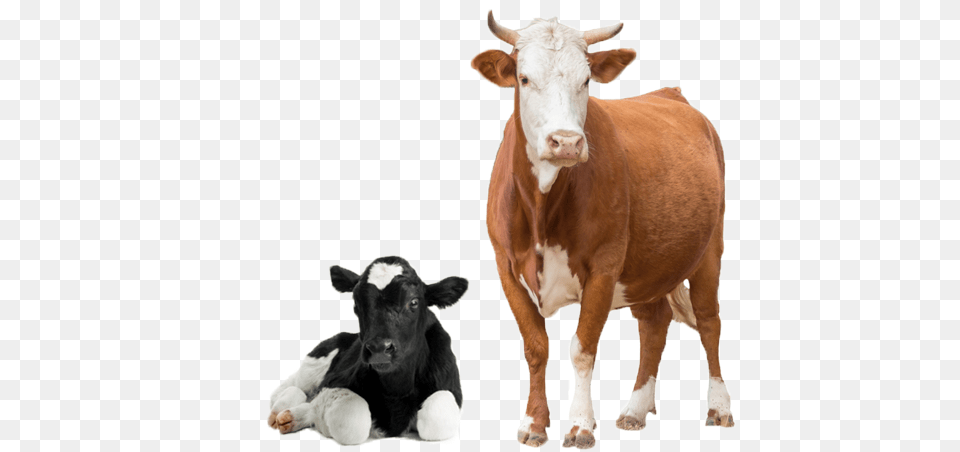 Cow, Animal, Cattle, Livestock, Mammal Free Transparent Png