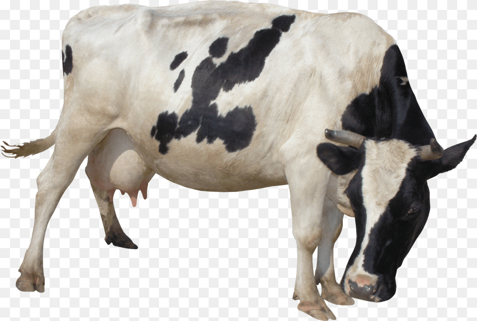 Cow Free Transparent Png