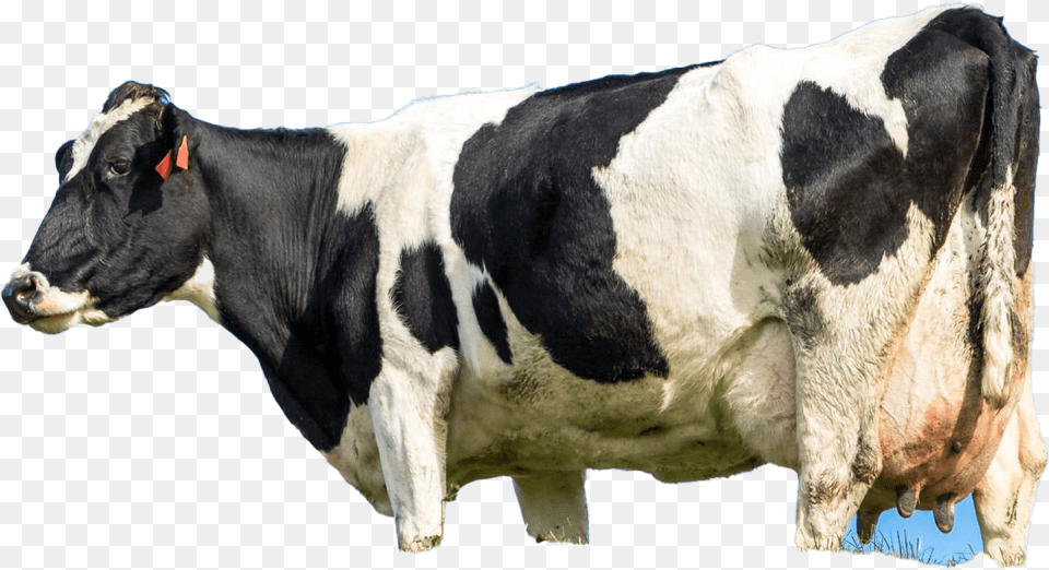 Cow, Animal, Cattle, Dairy Cow, Livestock Png Image