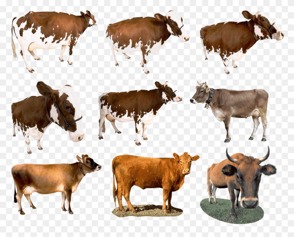 Cow, Animal, Cattle, Livestock, Mammal Png