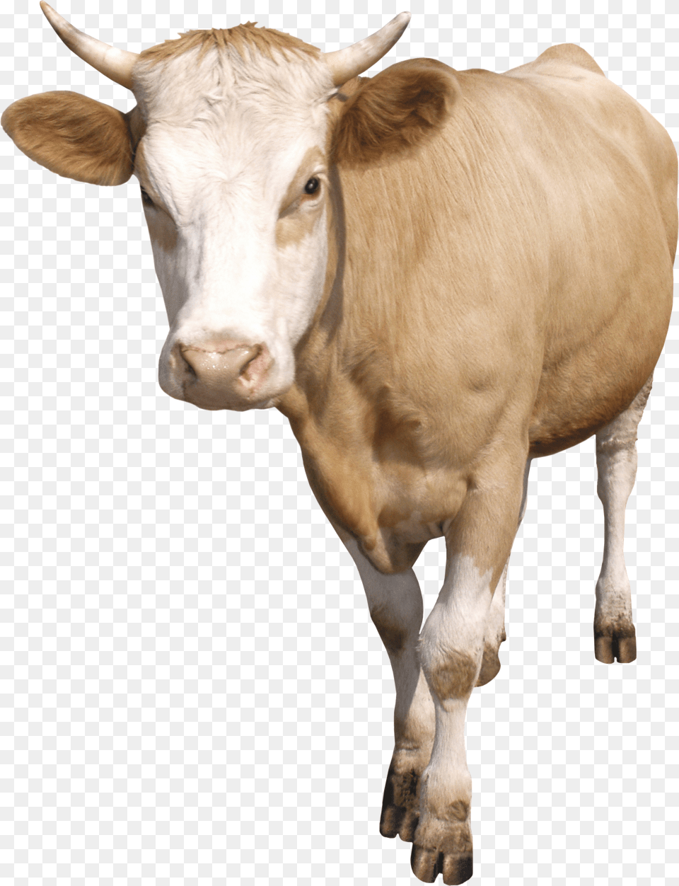 Cow, Animal, Cattle, Livestock, Mammal Free Png Download