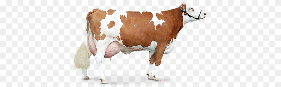 Cow, Animal, Cattle, Dairy Cow, Livestock Png Image