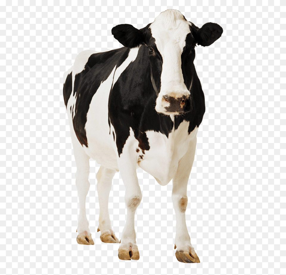 Cow, Animal, Cattle, Dairy Cow, Livestock Png Image