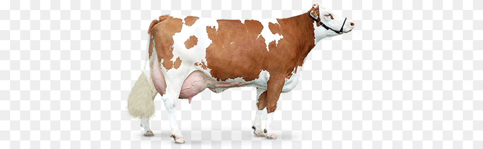 Cow, Animal, Cattle, Dairy Cow, Livestock Free Transparent Png