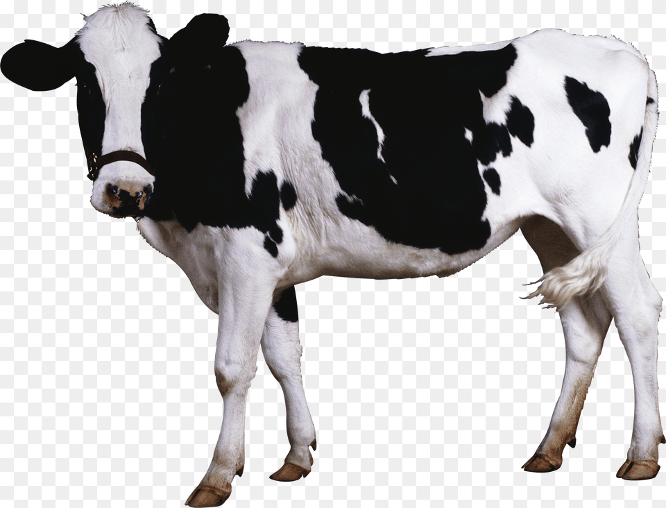 Cow Free Png