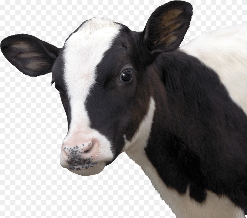 Cow Free Transparent Png