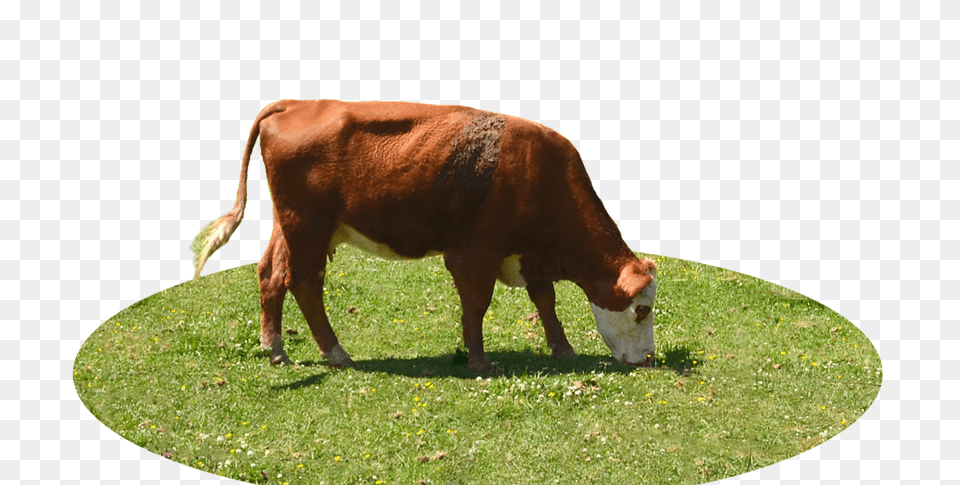 Cow, Animal, Cattle, Mammal, Livestock Free Png Download
