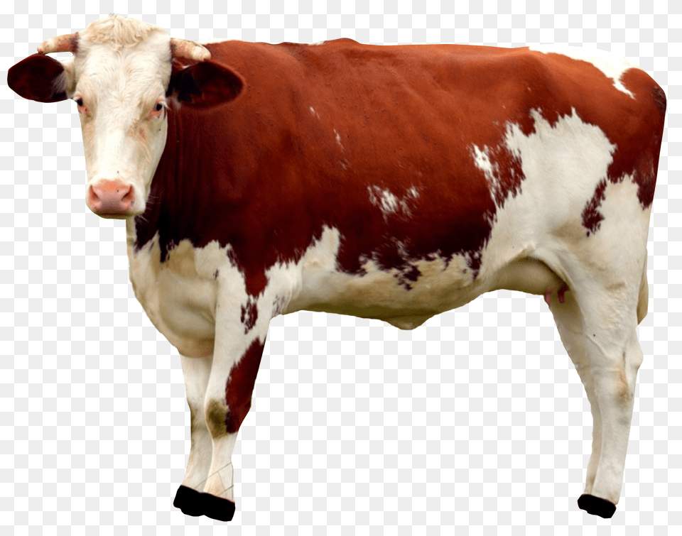 Cow, Animal, Cattle, Livestock, Mammal Png