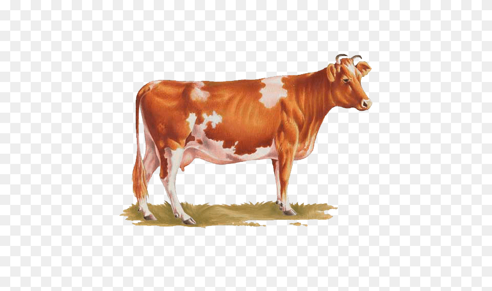 Cow, Animal, Cattle, Dairy Cow, Livestock Png