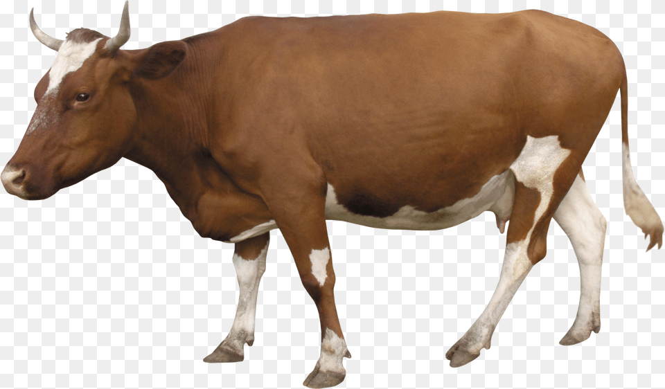 Cow, Animal, Cattle, Livestock, Mammal Png